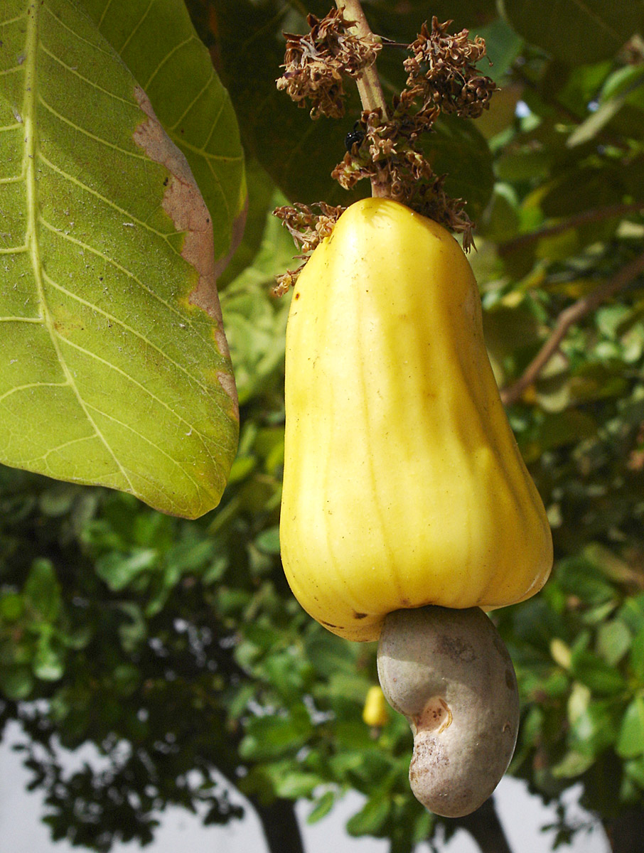Cashewappel met de niervormige noot eronder, aan de boom in Brazilië.