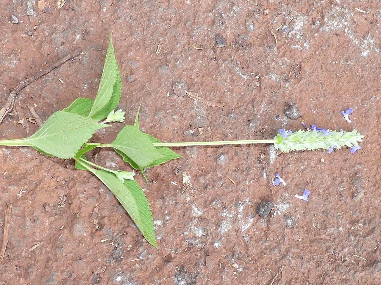 De chiaplant in bloei.