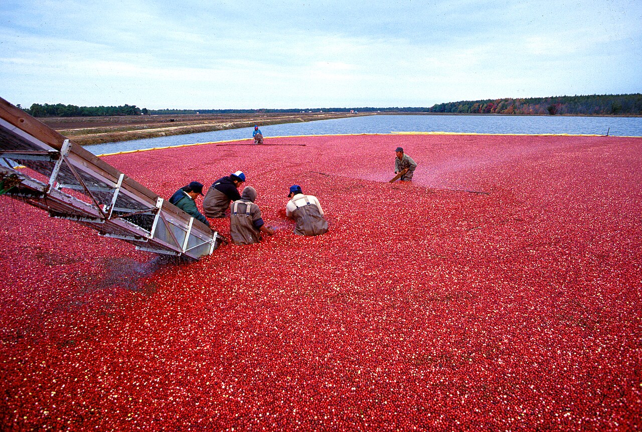 De natte oogst van cranberries op een onder water gezet veld.