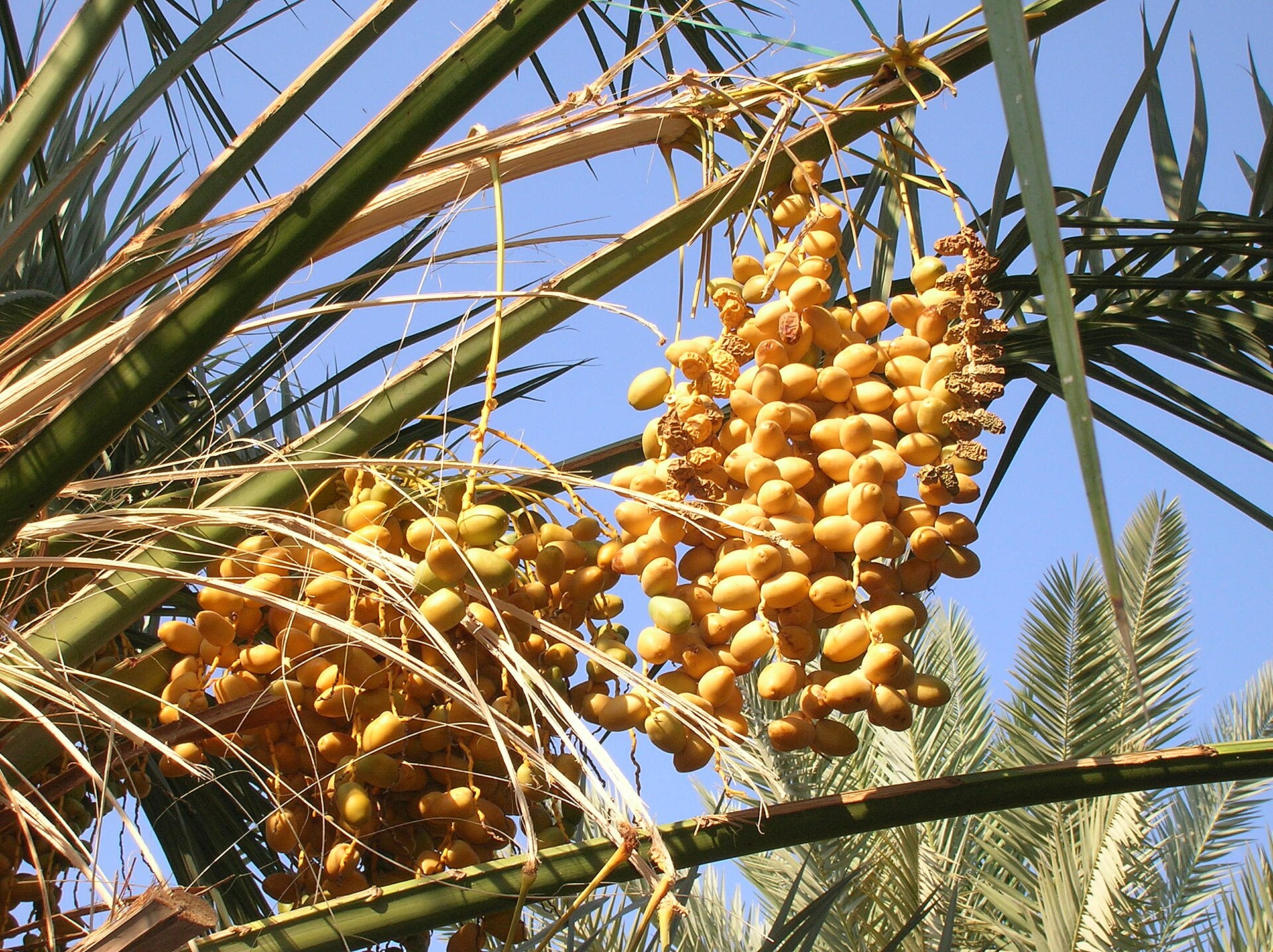Rijpe en gedroogde dadels in zware trossen aan de dadelpalm.