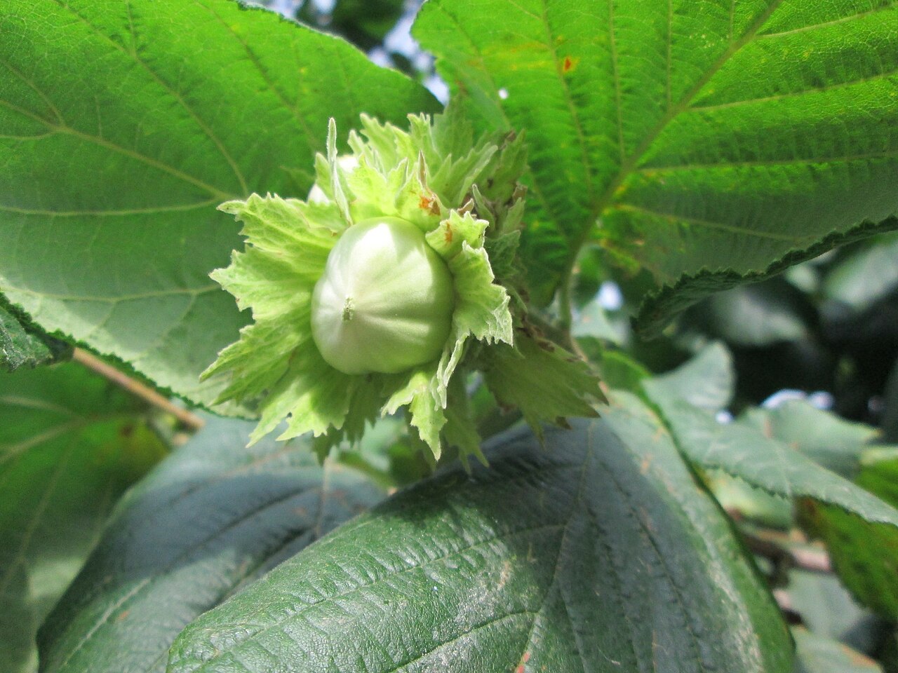 Rijpe hazelnoten met hun bladachtige groene omhulsel.