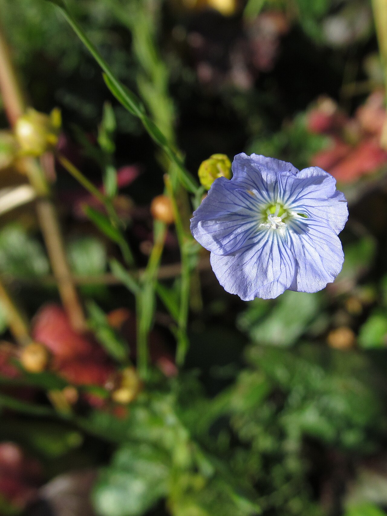 Bloeiend vlas met blauwe bloemen.