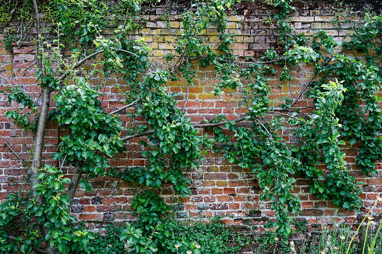 Pruimen aan de boom.