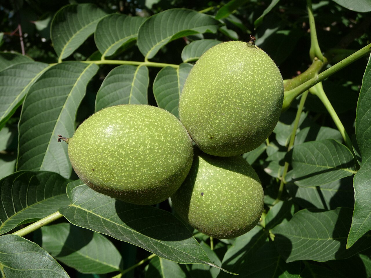 Onrijpe walnoten met groene bolster aan de boom.