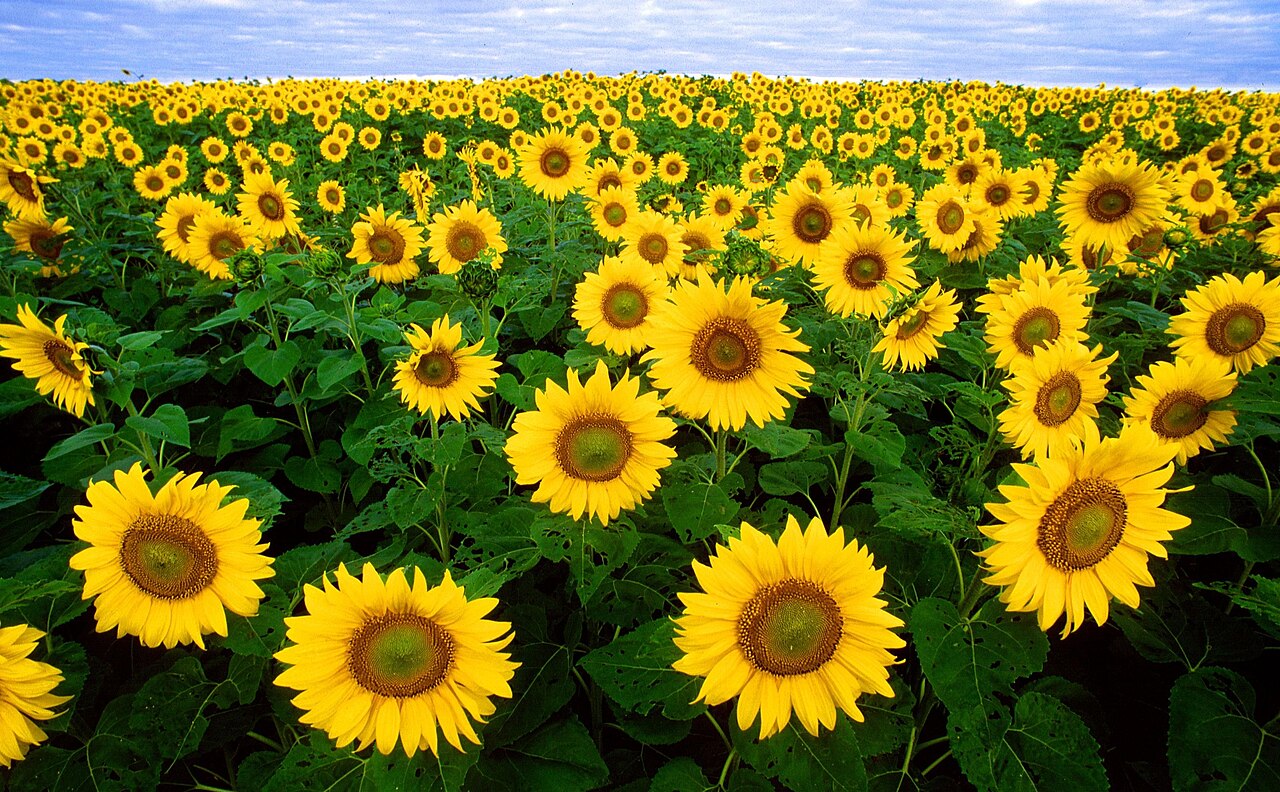 Een zonnebloemveld.